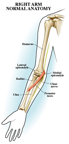 Elbow Pain and Anatomy