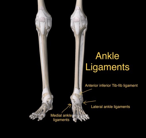 ankle ligament injury