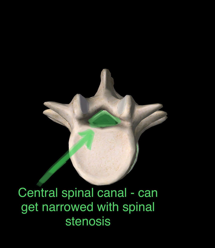 Central Spinal Canal