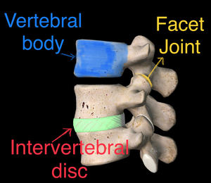 Vertebral body, Facet Joint & Intervertebral disc.