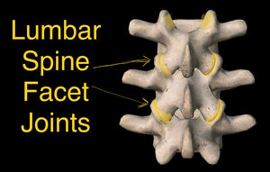 Lumbar Spine Facet Joints