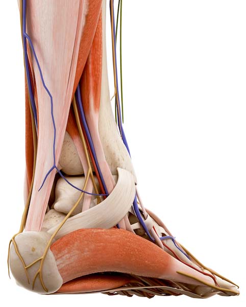 Achilles Tendon Injury - Anatomy